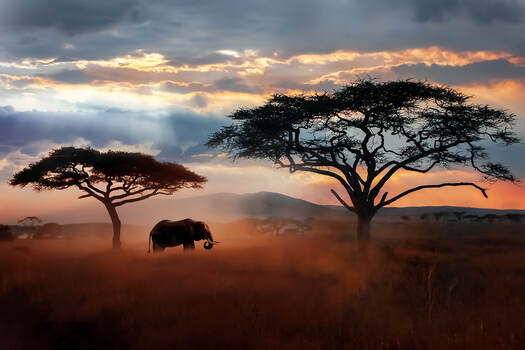 African savannah with an elephant and two trees at sunset. Dr. Edmond, diversity consultant, provides anti-racism training, diversity and inclusion training, cultural competence in counseling and healthcare with intergenerational trauma for therapists.